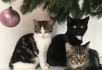 Come to the rescue of a neglected animal