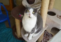 South has most cats in need of home – RSPCA