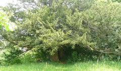 The yew beside which a church was planted