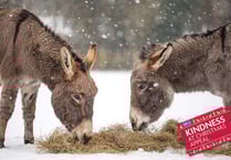 Kindness not just for Christmas, says RSPCA
