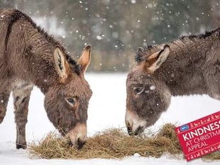 Kindness not just for Christmas, says RSPCA