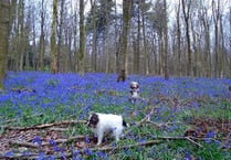 Woodland walk for CPRE