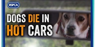 ‘Dogs die in cars’ heat warning