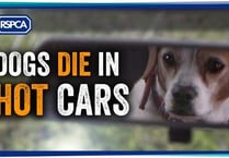 ‘Dogs die in cars’ heat warning