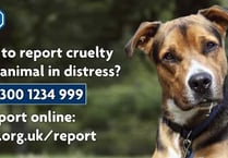Man, 41, guilty of animal cruelty
