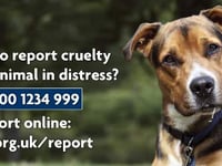 Man, 41, guilty of animal cruelty