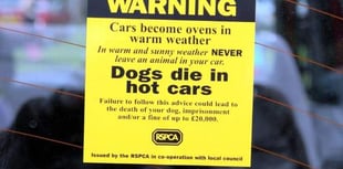 Heat warning for dogs in cars