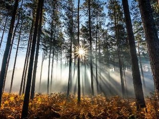 Concerns about nod for repeated early-morning filming in woods