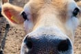 CRT looking for 'entrepreneurial' farmer after Pierrepont evictions