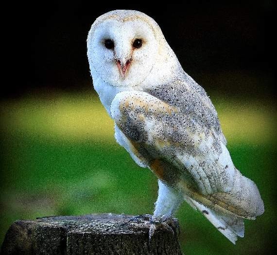 Birdworld appeals for help plugging £10,000 funding gap to feed animals