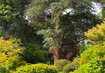 Rare chance to see Chiddingfold's Ramster Garden in summer
