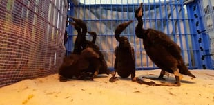 Birdworld helps to save 1,200 endangered birds