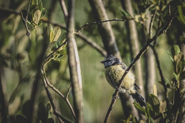 Councils must declare 'nature emergencies' to halt decline, says wildlife trust