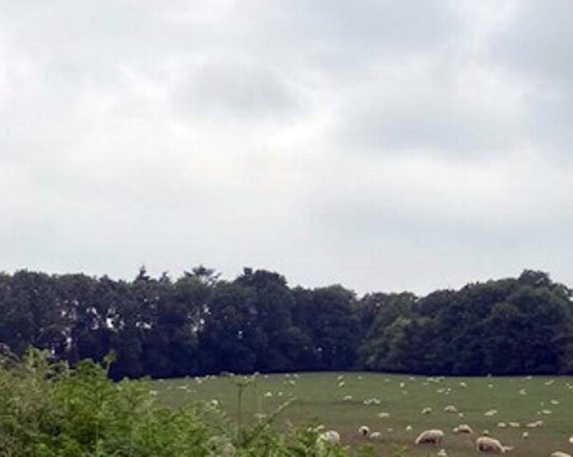 Swifts need farm dung for survival