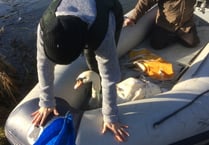 Woman speaks of horror after swan shot by crossbow