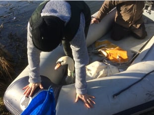 Woman speaks of horror after swan shot by crossbow
