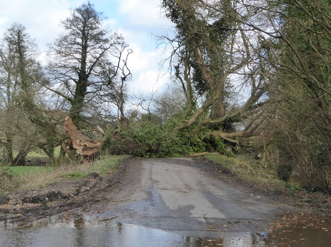 A collapsed tree blocks Picketts Hill in Headley
