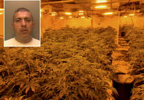 Drug lord jailed after huge cannabis factory discovered in Farnham