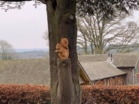 Gostrey Meadow and West Street cemetery tree stumps to be carved