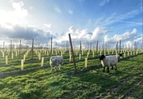 New Selborne vineyard to produce 50,000 bottles of wine a year by 2027