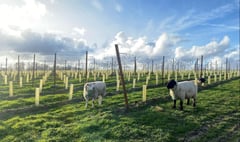 New Selborne vineyard to produce 50,000 bottles of wine a year by 2027