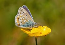 Year of nature in photographs at Gilbert White's House in Selborne
