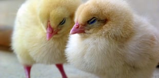 Thought of the Day: Let us celebrate Easter’s promise of new life