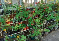 Stock up for Easter at this Sunday's Phyllis Tuckwell plant sale