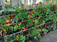 Stock up for Easter at this Sunday's Phyllis Tuckwell plant sale