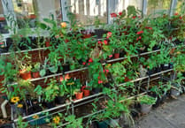 Stock up for your Easter gardening session at Sunday's Phyllis Tuckwell plant sale