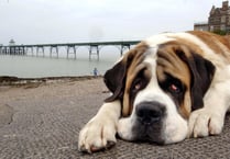 More than 1,000 animal cruelty calls in Hampshire over three years