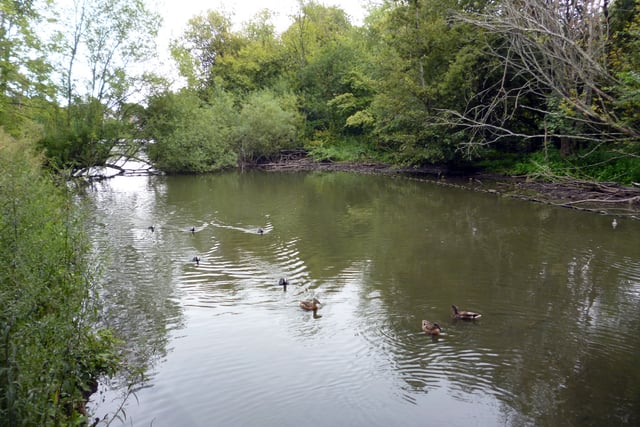Kings Pond campaigner says ‘vote Conservative’ in Alton to save it