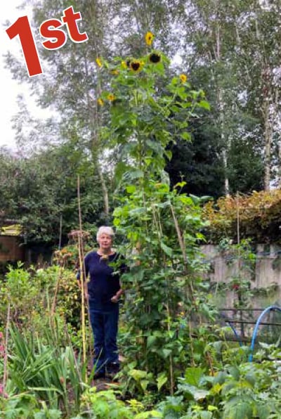 The 2022 Liphook in Bloom sunflower competition winner, grown by Anne Govier. 