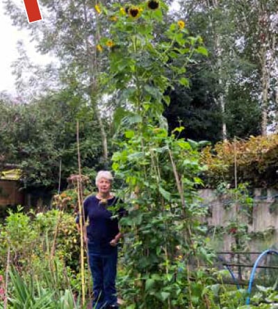 The 2022 Liphook in Bloom sunflower competition winner, grown by Anne Govier. 