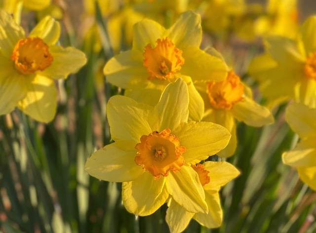 Daffodils heidi-samuelson-unsplash.jpeg