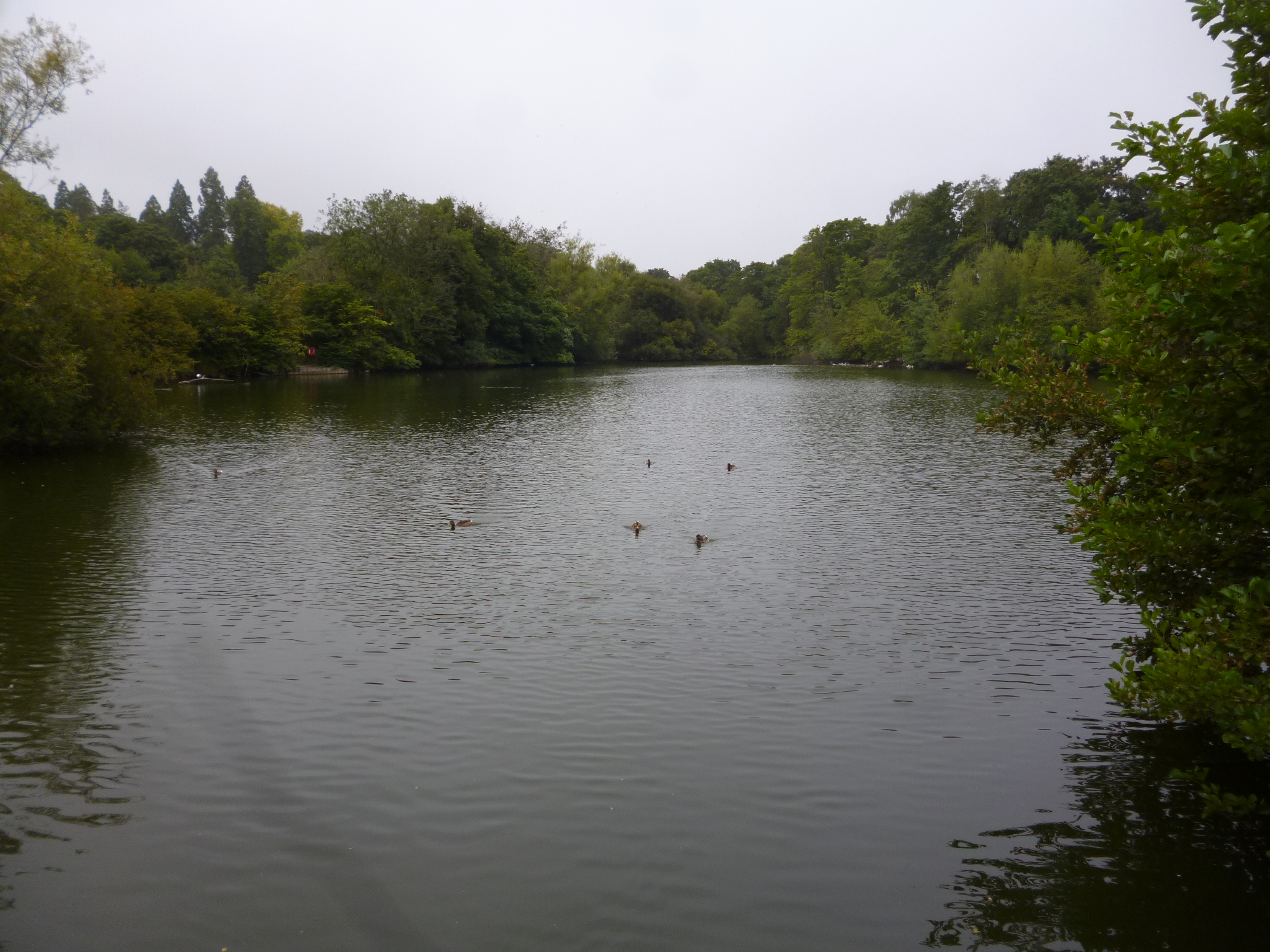 Town council to spend £44,000 investigating King's Pond options 