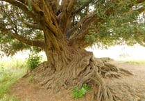 Waverley Abbey yew crowned Woodland Trust Tree of the Year 2022