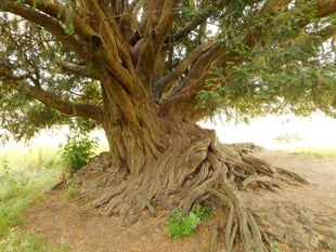 Hidden Surrey - Elstead and the surrounding areas
