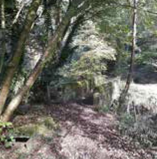 Liphook carnival committee chairman Sally Cameron joins parish council