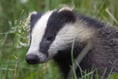 Badger baiting: Police respond to report of blood sport near Farnham
