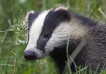 Badger baiting: Police respond to report of cruel blood sport near Farnham