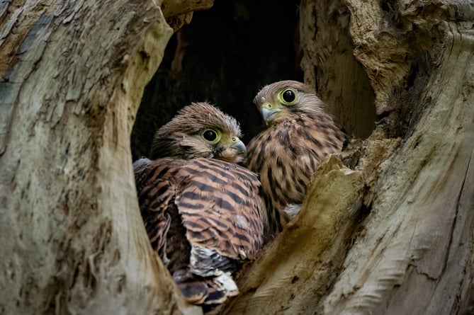 'Hello World' by Carl Gough: Runner-up in the South Downs National Park Photo Competition 2022