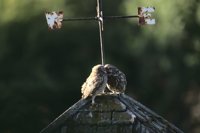 'Little Owl Chick & Dad' by David Jeffery: Winner of the 2022 South Downs National Park Photo Competition