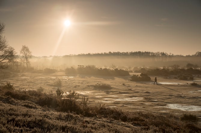 Rockford common in the New Forest