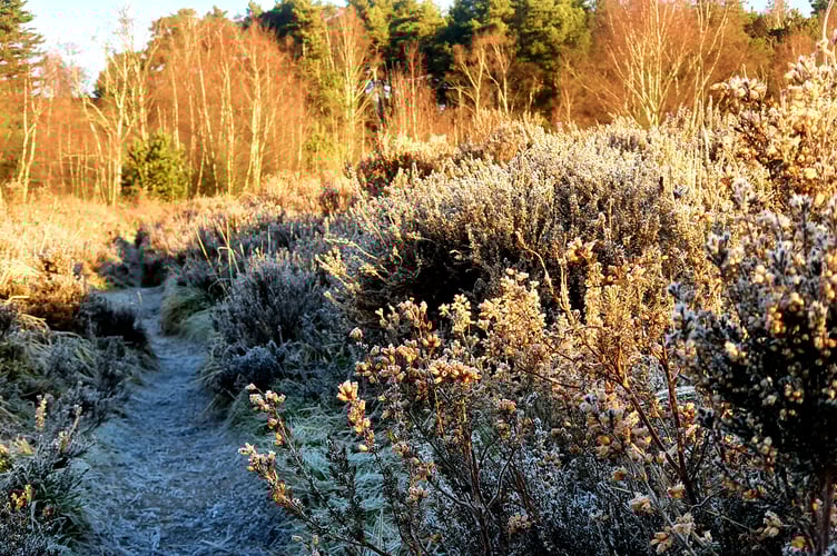 Weavers Down is an area of high ground in Hampshire, England, situated 2 miles (3 km) to the west of Liphook. It neighbours the Longmoor Military Camp.