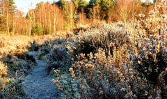 Heath Watch: What to look out for on our local heathland this January
