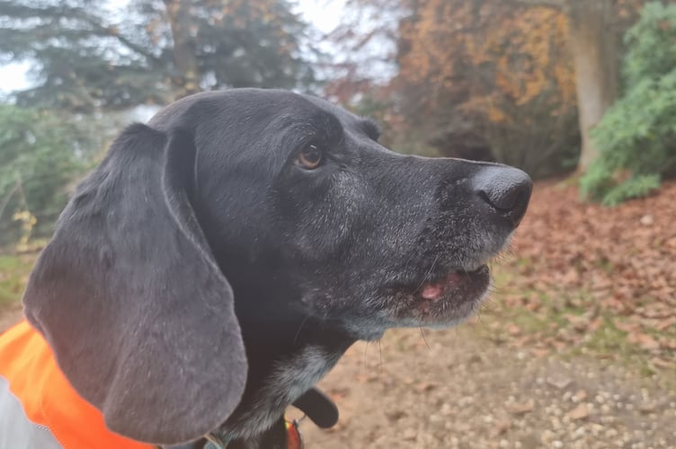 The four-day walk was in memory of Henry’s beloved Beagle-cross Alfie