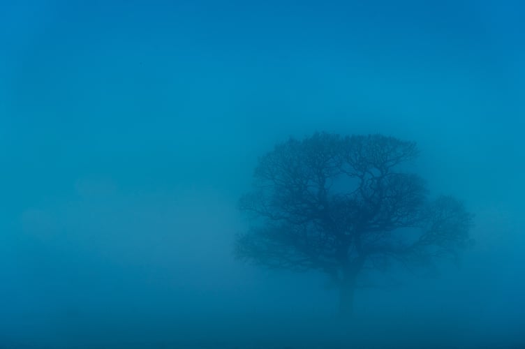 An eerie blue Misty light, enveloping a tree, during Winter. Fog