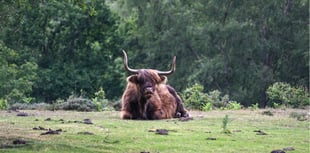 Trio rescued after searching for Highland cows on South Downs
