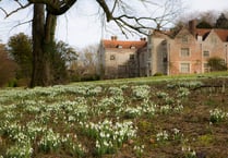 Chawton House holding two Snowdrop Sundays this month 